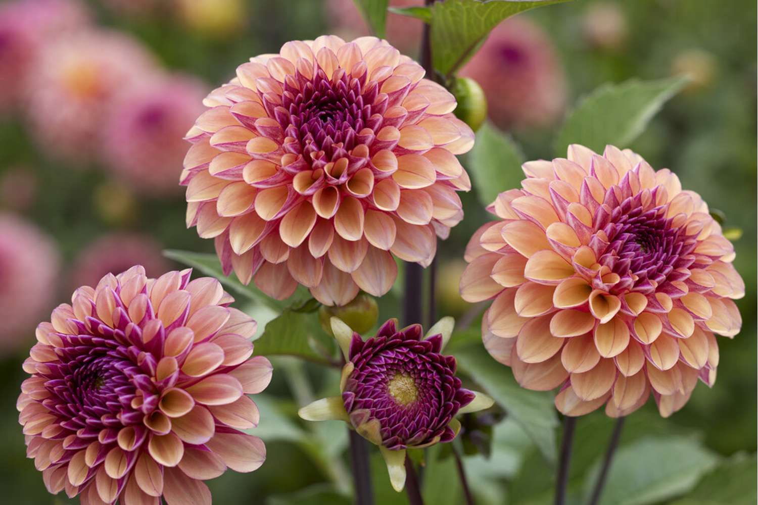 Dahlie ‘Palmares’
